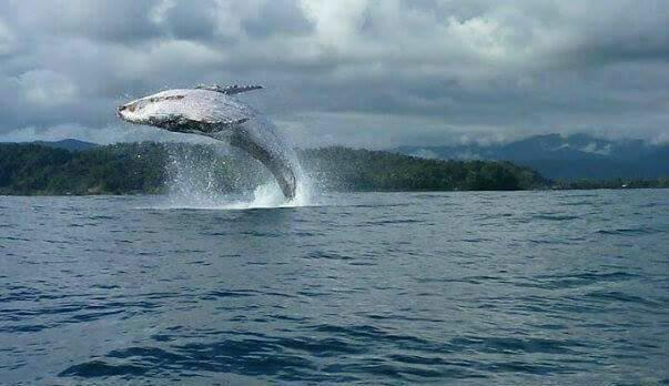 Posada El Acuario Bahia Solano Bagian luar foto