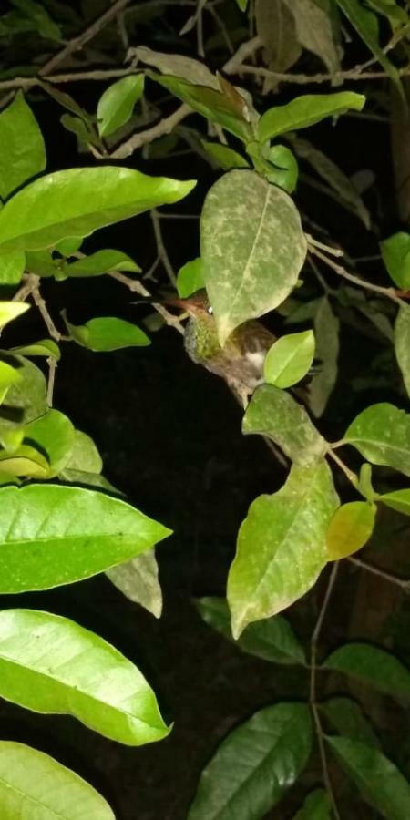 Posada El Acuario Bahia Solano Bagian luar foto